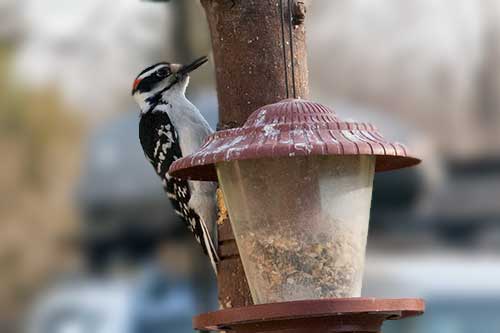 downey woodpecker