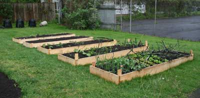 Raised garden beds planted