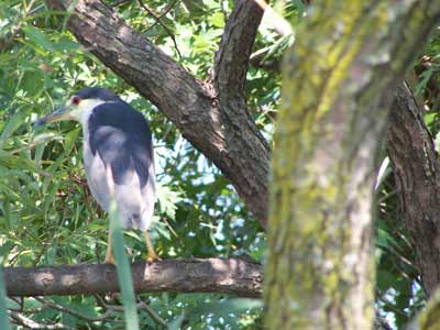 Humber River bird hiding on a tree