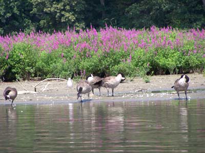 Canada Geese taking a bath in the Humber Riverl