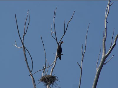 Cormoran and nest