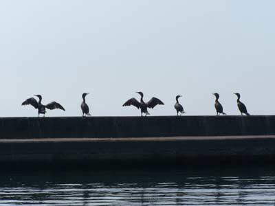 Cormorans drying out