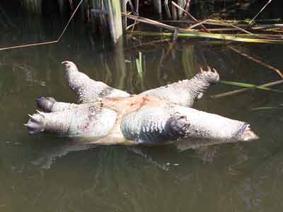 Large Dead turtle in Humber River