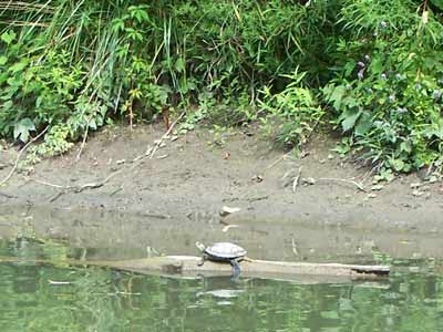 Humber River turtle