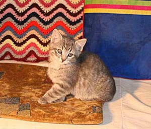 abandoned kittens