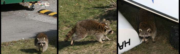 raccoon running