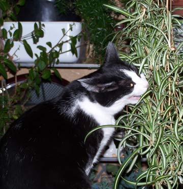 Gwenny eating my plants
