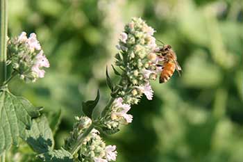 catnip is a flower that attracts bees. bee on catnip flower