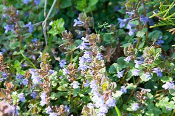 creeping charley creeping charley attract bees