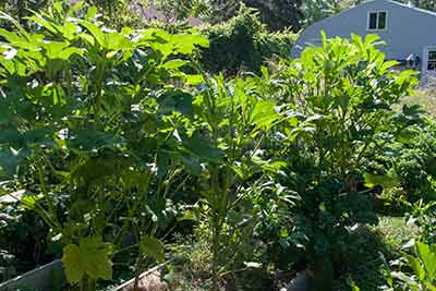 okra plants