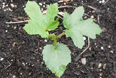 Small Okra plant