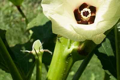 okra pod