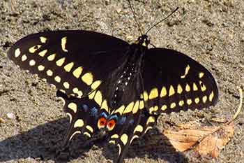 Male Black Swallowtail