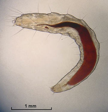 cat flea larva