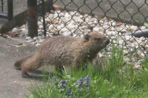 Groundhog in Southern Ontario