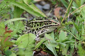 leopard frog