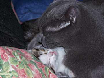 Oscar baths a kitten