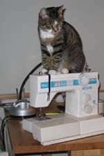 Lulu the cat sits on a sewing machine funny picture