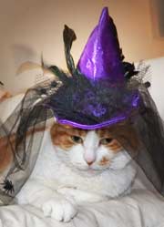 cat with a witch hat
