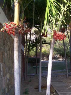 palm fruit
