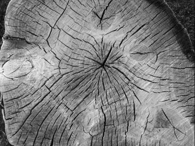 black and white photo of a trunk from Mad River