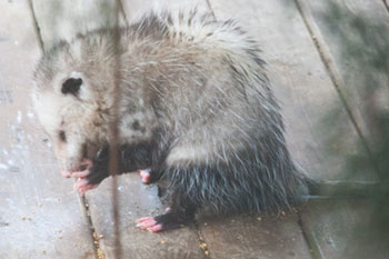 opossum cleaning his feet