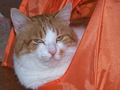 Johan in orange tent